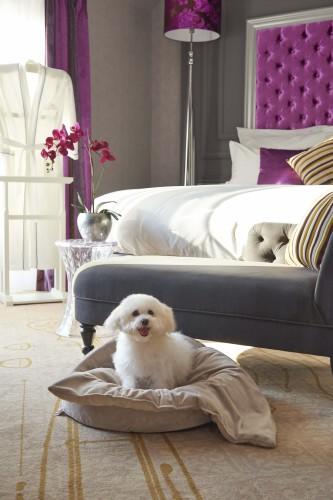 Pet Friendly guestrooms