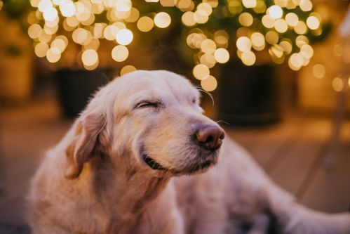 Pets are also welcomed at the High Note SkyBar